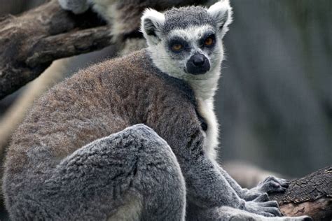 Ring Tailed Lemur Detroit Zoo