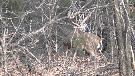 240 Whitetail Deer Youtube