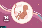 14 Weeks Pregnant: Baby Development, Symptoms, and More