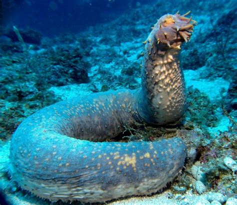 Top 10 Scary And Bizarre Ocean Creatures You Have Never Seen Before