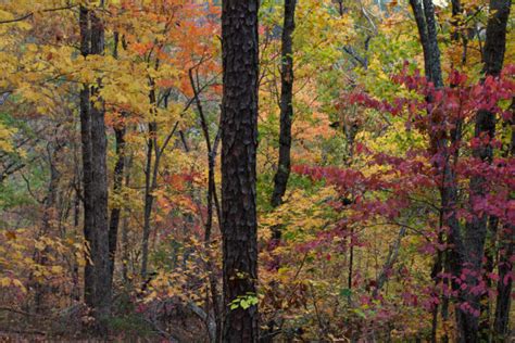 12 Arkansas Forests You Need To Explore In The Fall