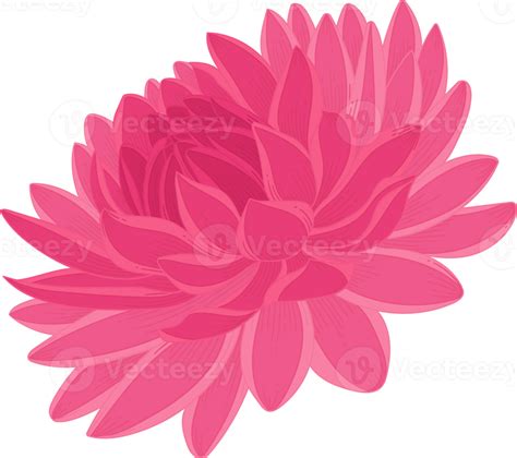 Pink Dahlia Flower Hand Drawn Illustration 10170395 Png