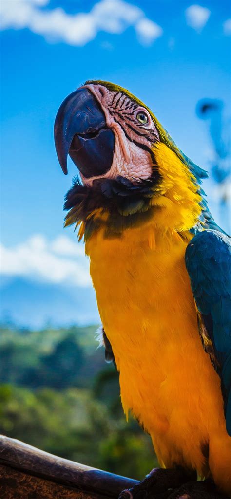 Latest Macaw Iphone Hd Wallpapers Ilikewallpaper