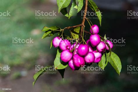 Syzygium Paniculatum Is Native To Australia Stock Photo Download