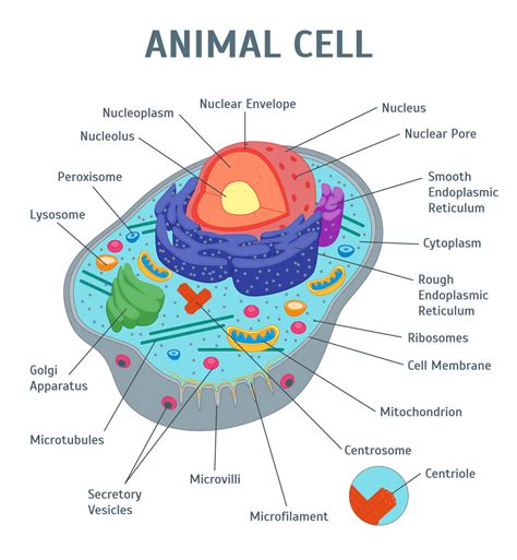 Biology: A Tour Of A Cell Diagram | Quizlet