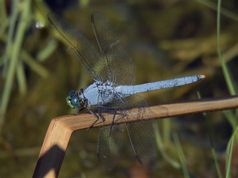 Eastern Pondhawk News Arizona Dragonflies