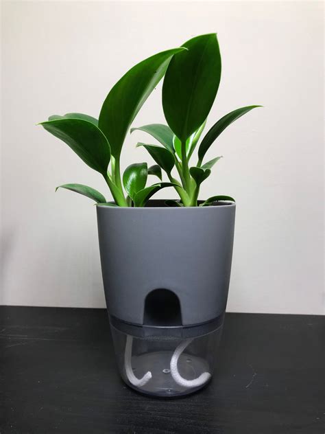 Self Watering Plant Pot Etsy