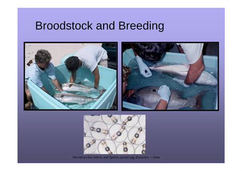 Pdf Broodstock And Breeding Aquacultureasia · Broodstock And
