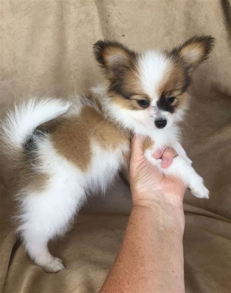 12 5 Months Old Superior Papillons Dog Puppy For Sale Or Adoption