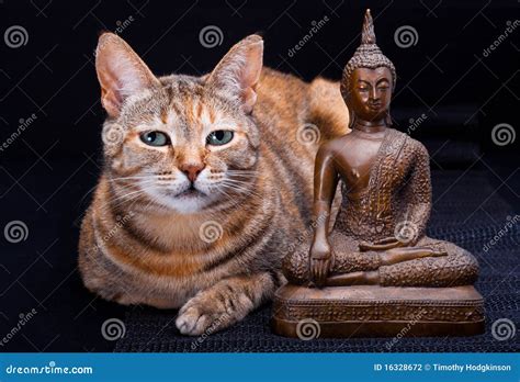 Cat Meditation Stock Photo Image Of Purebred Feline 16328672
