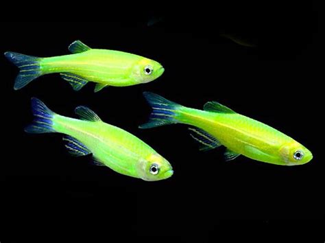 Electric Green Glofish Danios Featured Item Electric Green Glofish