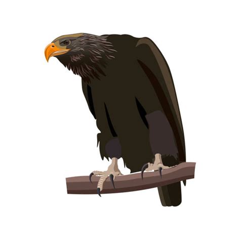 Bald Eagle Perched Illustrations Royalty Free Vector Graphics And Clip