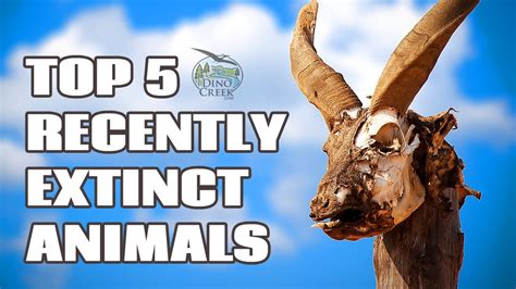 5 Recently Extinct Animals Youtube