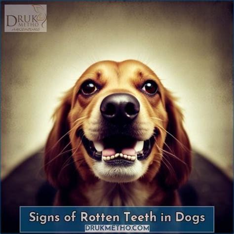 How To Help Your Dogs Rotting Teeth Answered By Drukmetho
