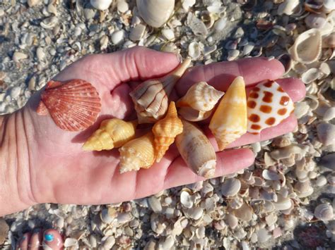 Shells Arrive On The Incoming Tide I Love Shelling