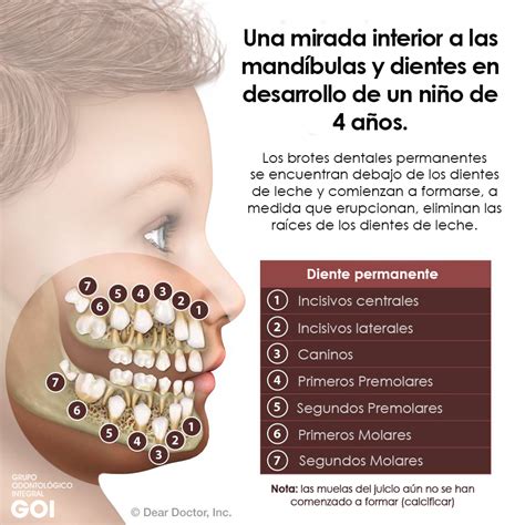 Pin En OdontopediatrÍa Goi