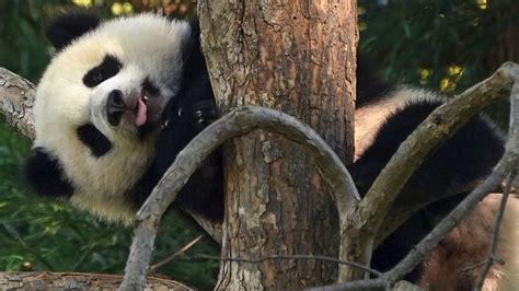 Little Miracle Panda Cub Makes Public Debut As National Zoo Reopens