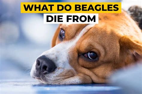 What Do Beagles Usually Die From Plus 7 Tips To Keep Your Beagle