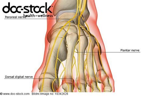 An Anterior View Of The Nerve Supply Of The Foot The Surface Anatomy