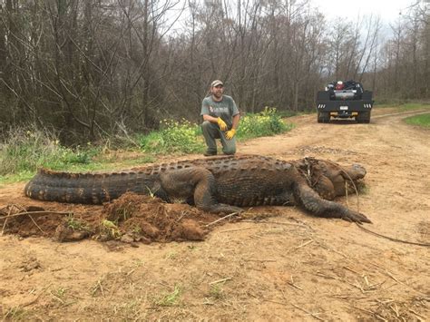 Massive Alligator Weighing About 700 Pounds Found In Georgia 13 Feet