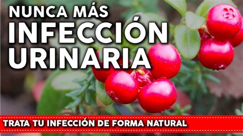 6 Plantas Que Previenen La InfecciÓn Urinaria Como Usarlas Y