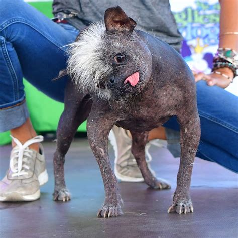 Worlds Ugliest Dogs Ar