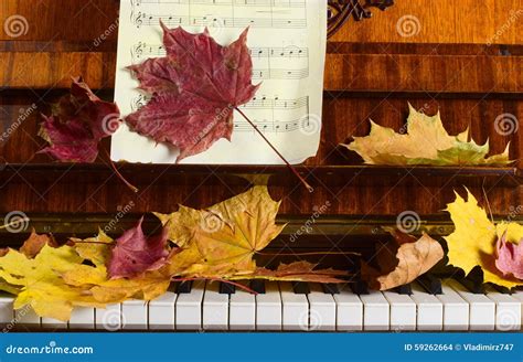 Maple Leaves On A Piano Stock Photo Image Of Tree Color 59262664