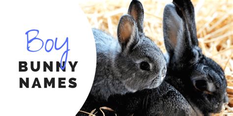 350 Bunny Names For Your Floppy Eared Friend Pethelpful By Fellow