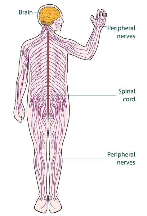 Diagram Of The Nervous System For Kids Nervous System Pinterest