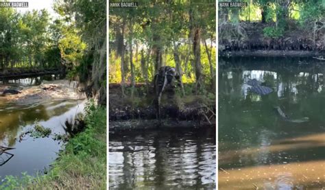 Fight Between Two Alligators In Florida Nature Reserve Captured On