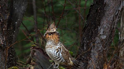 Ruffed Grouse In Algonquin Provincial Park Ontario Canada Bing