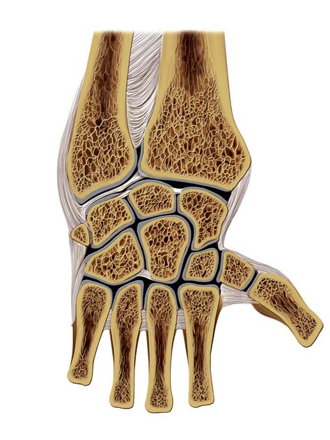 Wrist Joints Photograph By Asklepios Medical Atlas The Best Porn Website