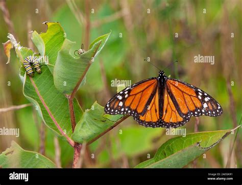 A Monarch Butterfly And Larvae On Milkweed In Maine Stock Photo Alamy