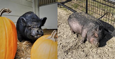 10 Fun Facts About Pigs Bc Spca