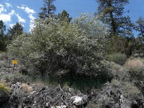 We did not find results for: Drought tolerant hedges, wind breaks, and screens with ...