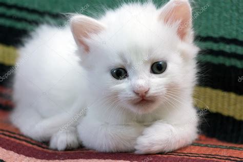 White Fluffy Kittens For Free Home Kitten Korner Rescue Inc Owner