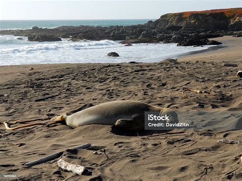 Beached Seal Stock Photo Download Image Now Beach Big Sur