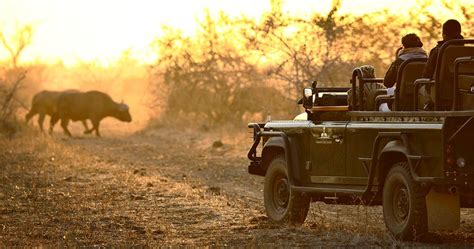 South Luangwa Zambia Safari Safari Information For Your South Luangwa Holiday
