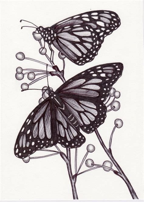 This drawing of a butterfly on a flower is 5 by 7, graphite on smooth bristol paper. 17 Best images about Drawings - Monarch Butterfly on ...