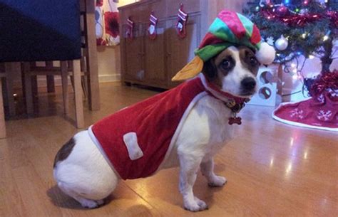 Meet The Winners Of Our Christmas Pets Competition Mirror Online