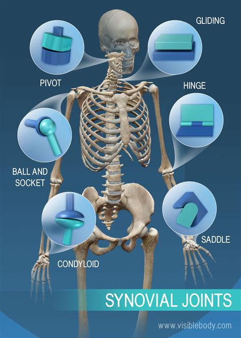 Joints And Ligaments Learn Skeleton Anatomy Artofit