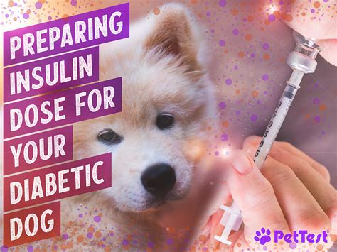 Preparing Insulin Dose For Your Diabetic Dog Pettest By Advocate