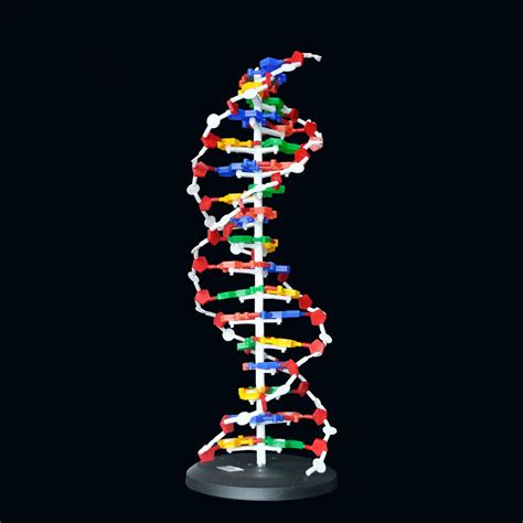 60cm High Dna Double Helix Structure Model Base Pair Genetic Gene