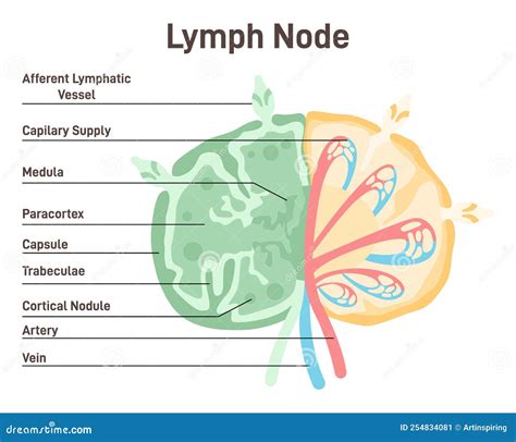 Lymph Node Human Lymphatic System Vessel Stock Vector Illustration