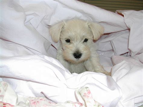 Schnauzer miniatura blanco , con pedigree procedente de la linea. Imagenes de perros schnauzer recien nacidos - Imagui