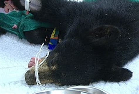 Injured Bear Cub Recovering After Surgery Cbc News
