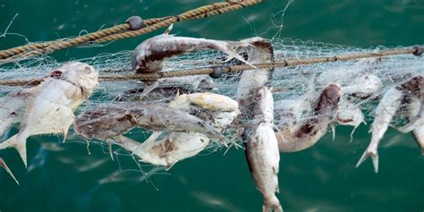 Resultado De Imagen De Forbidden Nets Overfishing Fish
