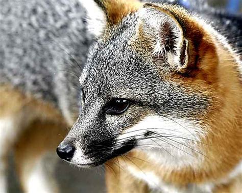 Friends Of The Island Fox Talking About Island Foxes
