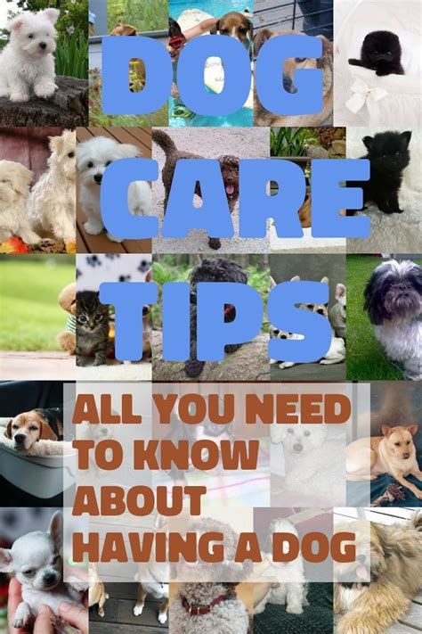Dog Related Questions Let Us Answer Them For You Dog Care Tips Dog