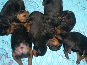 Check the ages of the potential sire and especially the dam since this can be vital for the health of the puppies as well as parents. Rottweiler Puppy Growth Chart | A-Love-Of-Rottweilers
